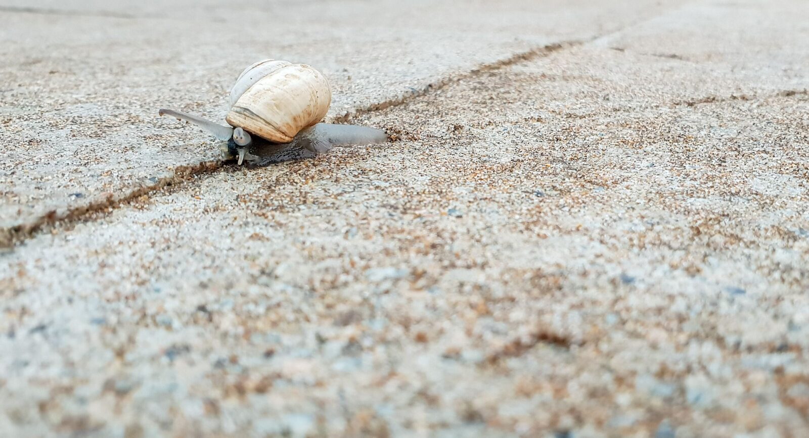 Snail on pavement